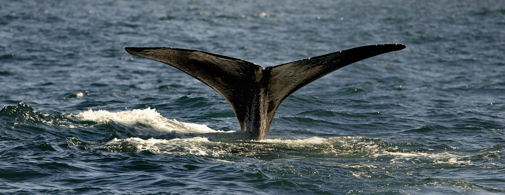 Kerler Die letzten Giganten